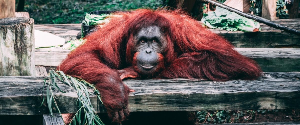 Let's save the King of the Swingers - the Orangutan